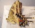  ( - BC ZSM Lep 91495)  @14 [ ] CreativeCommons - Attribution Non-Commercial Share-Alike (2016) SNSB, Staatliche Naturwissenschaftliche Sammlungen Bayerns ZSM (SNSB, Zoologische Staatssammlung Muenchen)