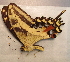  ( - BC ZSM Lep 91498)  @14 [ ] CreativeCommons - Attribution Non-Commercial Share-Alike (2016) SNSB, Staatliche Naturwissenschaftliche Sammlungen Bayerns ZSM (SNSB, Zoologische Staatssammlung Muenchen)