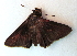  ( - BC ZSM Lep 91516)  @13 [ ] CreativeCommons - Attribution Non-Commercial Share-Alike (2016) SNSB, Staatliche Naturwissenschaftliche Sammlungen Bayerns ZSM (SNSB, Zoologische Staatssammlung Muenchen)