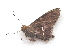  ( - BC ZSM Lep 91534)  @12 [ ] CreativeCommons - Attribution Non-Commercial Share-Alike (2016) SNSB, Staatliche Naturwissenschaftliche Sammlungen Bayerns ZSM (SNSB, Zoologische Staatssammlung Muenchen)