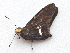  ( - BC ZSM Lep 91535)  @12 [ ] CreativeCommons - Attribution Non-Commercial Share-Alike (2016) SNSB, Staatliche Naturwissenschaftliche Sammlungen Bayerns ZSM (SNSB, Zoologische Staatssammlung Muenchen)