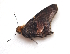  (Proteides mercurius - BC ZSM Lep 91542)  @12 [ ] CreativeCommons - Attribution Non-Commercial Share-Alike (2016) SNSB, Staatliche Naturwissenschaftliche Sammlungen Bayerns ZSM (SNSB, Zoologische Staatssammlung Muenchen)