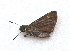  (Polites misera - BC ZSM Lep 91561)  @12 [ ] CreativeCommons - Attribution Non-Commercial Share-Alike (2016) SNSB, Staatliche Naturwissenschaftliche Sammlungen Bayerns ZSM (SNSB, Zoologische Staatssammlung Muenchen)