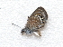  (Brephidium exilis - BC ZSM Lep 91568)  @13 [ ] CreativeCommons - Attribution Non-Commercial Share-Alike (2016) SNSB, Staatliche Naturwissenschaftliche Sammlungen Bayerns ZSM (SNSB, Zoologische Staatssammlung Muenchen)