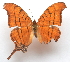  (Marpesia eleuchea dospassosi - BC ZSM Lep 91583)  @11 [ ] CreativeCommons - Attribution Non-Commercial Share-Alike (2016) SNSB, Staatliche Naturwissenschaftliche Sammlungen Bayerns ZSM (SNSB, Zoologische Staatssammlung Muenchen)