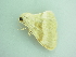  ( - BC ZSM Lep 92718)  @12 [ ] CreativeCommons - Attribution Non-Commercial Share-Alike (2016) Axel Hausmann/Bavarian State Collection of Zoology (ZSM) SNSB, Zoologische Staatssammlung Muenchen