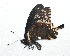  (Battus devilliers - BC ZSM Lep 92891)  @14 [ ] CreativeCommons - Attribution Non-Commercial Share-Alike (2016) Axel Hausmann/Bavarian State Collection of Zoology (ZSM) SNSB, Zoologische Staatssammlung Muenchen