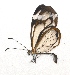  (Greta cubana - BC ZSM Lep 92899)  @14 [ ] CreativeCommons - Attribution Non-Commercial Share-Alike (2016) Axel Hausmann/Bavarian State Collection of Zoology (ZSM) SNSB, Zoologische Staatssammlung Muenchen
