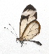  ( - BC ZSM Lep 92900)  @14 [ ] CreativeCommons - Attribution Non-Commercial Share-Alike (2016) Axel Hausmann/Bavarian State Collection of Zoology (ZSM) SNSB, Zoologische Staatssammlung Muenchen