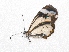  ( - BC ZSM Lep 93864)  @13 [ ] CreativeCommons - Attribution Non-Commercial Share-Alike (2016) SNSB, Staatliche Naturwissenschaftliche Sammlungen Bayerns ZSM (SNSB, Zoologische Staatssammlung Muenchen)