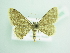  (Scopula somaliata - BC ZSM Lep 93905)  @12 [ ] CreativeCommons - Attribution Non-Commercial Share-Alike (2016) SNSB, Staatliche Naturwissenschaftliche Sammlungen Bayerns ZSM (SNSB, Zoologische Staatssammlung Muenchen)
