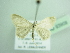  ( - BC ZSM Lep 93908)  @12 [ ] CreativeCommons - Attribution Non-Commercial Share-Alike (2016) SNSB, Staatliche Naturwissenschaftliche Sammlungen Bayerns ZSM (SNSB, Zoologische Staatssammlung Muenchen)