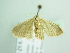  ( - BC ZSM Lep 93924)  @12 [ ] CreativeCommons - Attribution Non-Commercial Share-Alike (2016) SNSB, Staatliche Naturwissenschaftliche Sammlungen Bayerns ZSM (SNSB, Zoologische Staatssammlung Muenchen)