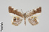  ( - GeoCR 25949)  @11 [ ] CreativeCommons - Attribution Non-Commercial Share-Alike (2016) SNSB, Staatliche Naturwissenschaftliche Sammlungen Bayerns ZSM (SNSB, Zoologische Staatssammlung Muenchen)