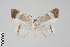  (Opisthoxia GB1271 - GeoCR 25949)  @11 [ ] CreativeCommons - Attribution Non-Commercial Share-Alike (2016) SNSB, Staatliche Naturwissenschaftliche Sammlungen Bayerns ZSM (SNSB, Zoologische Staatssammlung Muenchen)