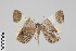  (Opisthoxia GB1269 - GeoCR 25954)  @11 [ ] CreativeCommons - Attribution Non-Commercial Share-Alike (2016) SNSB, Staatliche Naturwissenschaftliche Sammlungen Bayerns ZSM (SNSB, Zoologische Staatssammlung Muenchen)