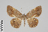  (Opisthoxia GB1272 - GeoCR 25956)  @11 [ ] CreativeCommons - Attribution Non-Commercial Share-Alike (2016) SNSB, Staatliche Naturwissenschaftliche Sammlungen Bayerns ZSM (SNSB, Zoologische Staatssammlung Muenchen)