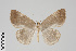  ( - GeoCR 25956)  @11 [ ] CreativeCommons - Attribution Non-Commercial Share-Alike (2016) SNSB, Staatliche Naturwissenschaftliche Sammlungen Bayerns ZSM (SNSB, Zoologische Staatssammlung Muenchen)