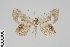  (Opisthoxia GB1768 - GeoCR 34091)  @11 [ ] CreativeCommons - Attribution Non-Commercial Share-Alike (2016) SNSB, Staatliche Naturwissenschaftliche Sammlungen Bayerns ZSM (SNSB, Zoologische Staatssammlung Muenchen)