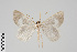  ( - GeoCR 34091)  @11 [ ] CreativeCommons - Attribution Non-Commercial Share-Alike (2016) SNSB, Staatliche Naturwissenschaftliche Sammlungen Bayerns ZSM (SNSB, Zoologische Staatssammlung Muenchen)