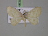  ( - BC ZSM Lep 18032)  @14 [ ] CreativeCommons - Attribution Non-Commercial Share-Alike (2010) Unspecified SNSB, Zoologische Staatssammlung Muenchen