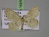  ( - BC ZSM Lep 18049)  @12 [ ] CreativeCommons - Attribution Non-Commercial Share-Alike (2010) Unspecified SNSB, Zoologische Staatssammlung Muenchen
