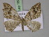  ( - BC ZSM Lep 18054)  @14 [ ] CreativeCommons - Attribution Non-Commercial Share-Alike (2010) Unspecified SNSB, Zoologische Staatssammlung Muenchen