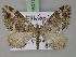  ( - BC ZSM Lep 18075)  @14 [ ] CreativeCommons - Attribution Non-Commercial Share-Alike (2010) Unspecified SNSB, Zoologische Staatssammlung Muenchen
