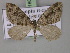  ( - BC ZSM Lep 18082)  @13 [ ] CreativeCommons - Attribution Non-Commercial Share-Alike (2010) Unspecified SNSB, Zoologische Staatssammlung Muenchen