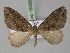  ( - BC ZSM Lep 18086)  @14 [ ] CreativeCommons - Attribution Non-Commercial Share-Alike (2010) Unspecified SNSB, Zoologische Staatssammlung Muenchen