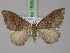  ( - BC ZSM Lep 18094)  @13 [ ] CreativeCommons - Attribution Non-Commercial Share-Alike (2010) Unspecified SNSB, Zoologische Staatssammlung Muenchen