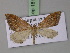  ( - BC ZSM Lep 18100)  @13 [ ] CreativeCommons - Attribution Non-Commercial Share-Alike (2010) Unspecified SNSB, Zoologische Staatssammlung Muenchen