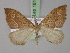  ( - BC ZSM Lep 18102)  @14 [ ] CreativeCommons - Attribution Non-Commercial Share-Alike (2010) Unspecified SNSB, Zoologische Staatssammlung Muenchen