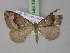  ( - BC ZSM Lep 18117)  @13 [ ] CreativeCommons - Attribution Non-Commercial Share-Alike (2010) Unspecified SNSB, Zoologische Staatssammlung Muenchen