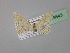  ( - BC ZSM Lep 19643)  @12 [ ] CreativeCommons - Attribution Non-Commercial Share-Alike (2010) Unspecified SNSB, Zoologische Staatssammlung Muenchen