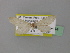  (Lycaugidia lithostegeata - BC ZSM Lep 19644)  @13 [ ] CreativeCommons - Attribution Non-Commercial Share-Alike (2010) Unspecified SNSB, Zoologische Staatssammlung Muenchen