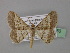  ( - BC ZSM Lep 19650)  @14 [ ] CreativeCommons - Attribution Non-Commercial Share-Alike (2010) Unspecified SNSB, Zoologische Staatssammlung Muenchen