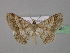  ( - BC ZSM Lep 19651)  @14 [ ] CreativeCommons - Attribution Non-Commercial Share-Alike (2010) Unspecified SNSB, Zoologische Staatssammlung Muenchen