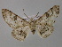  ( - BC ZSM Lep 19663)  @14 [ ] CreativeCommons - Attribution Non-Commercial Share-Alike (2010) Unspecified SNSB, Zoologische Staatssammlung Muenchen