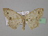  ( - BC ZSM Lep 19677)  @13 [ ] CreativeCommons - Attribution Non-Commercial Share-Alike (2010) Unspecified SNSB, Zoologische Staatssammlung Muenchen