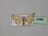  ( - BC ZSM Lep 19688)  @11 [ ] CreativeCommons - Attribution Non-Commercial Share-Alike (2010) Unspecified SNSB, Zoologische Staatssammlung Muenchen