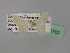  ( - BC ZSM Lep 19702)  @12 [ ] CreativeCommons - Attribution Non-Commercial Share-Alike (2010) Unspecified SNSB, Zoologische Staatssammlung Muenchen