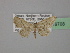  ( - BC ZSM Lep 19708)  @14 [ ] CreativeCommons - Attribution Non-Commercial Share-Alike (2010) Unspecified SNSB, Zoologische Staatssammlung Muenchen