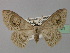  ( - BC ZSM Lep 19721)  @14 [ ] CreativeCommons - Attribution Non-Commercial Share-Alike (2010) Unspecified SNSB, Zoologische Staatssammlung Muenchen