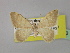  ( - BC ZSM Lep 19723)  @12 [ ] CreativeCommons - Attribution Non-Commercial Share-Alike (2010) Unspecified SNSB, Zoologische Staatssammlung Muenchen