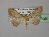  (Palaeaspilates sublutearia - BC ZSM Lep 19728)  @14 [ ] CreativeCommons - Attribution Non-Commercial Share-Alike (2010) Unspecified SNSB, Zoologische Staatssammlung Muenchen