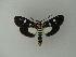  (Vitessa pyraliata - BC ZSM Lep 20785)  @14 [ ] CreativeCommons - Attribution Non-Commercial Share-Alike (2010) Unspecified SNSB, Zoologische Staatssammlung Muenchen