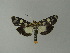  ( - BC ZSM Lep 20791)  @14 [ ] CreativeCommons - Attribution Non-Commercial Share-Alike (2010) Unspecified SNSB, Zoologische Staatssammlung Muenchen