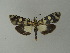  (Vitessa splendida - BC ZSM Lep 20793)  @14 [ ] CreativeCommons - Attribution Non-Commercial Share-Alike (2010) Unspecified SNSB, Zoologische Staatssammlung Muenchen