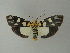  (Vitessa teleroma - BC ZSM Lep 20808)  @15 [ ] CreativeCommons - Attribution Non-Commercial Share-Alike (2010) Unspecified SNSB, Zoologische Staatssammlung Muenchen